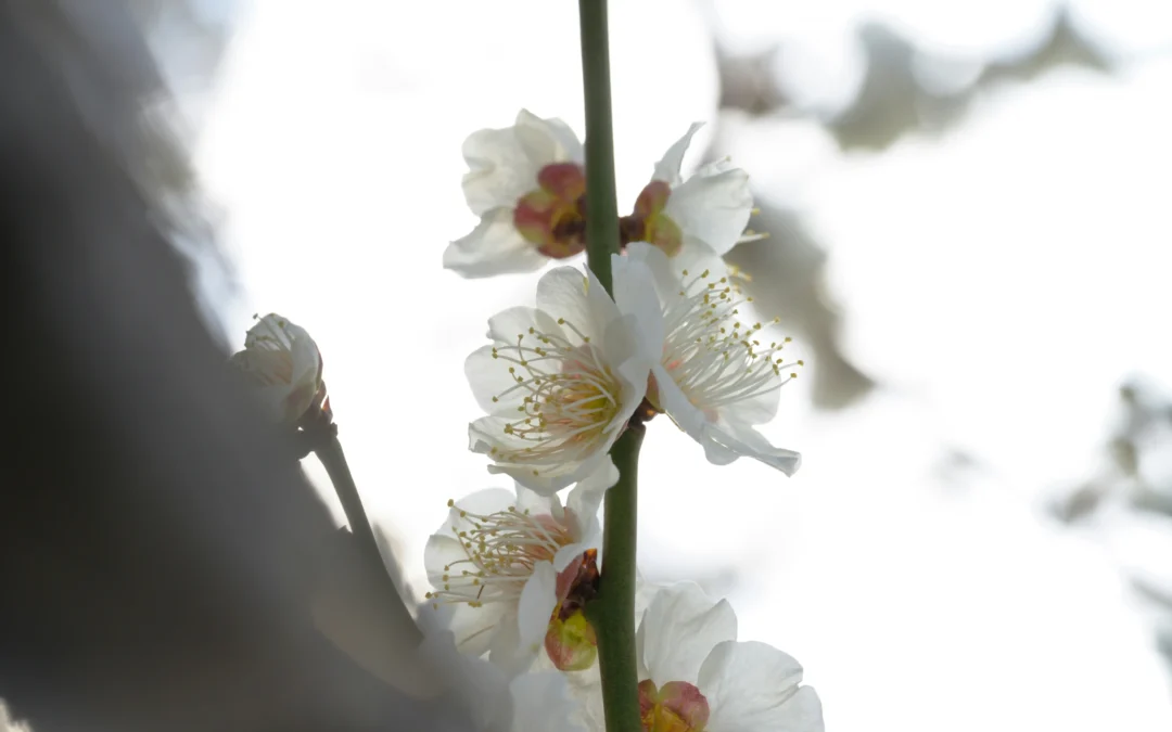 Weiße Chrysanthemen